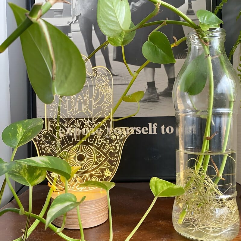 pothos growing in water