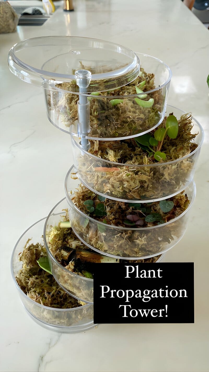 string of turtles in propagation tower