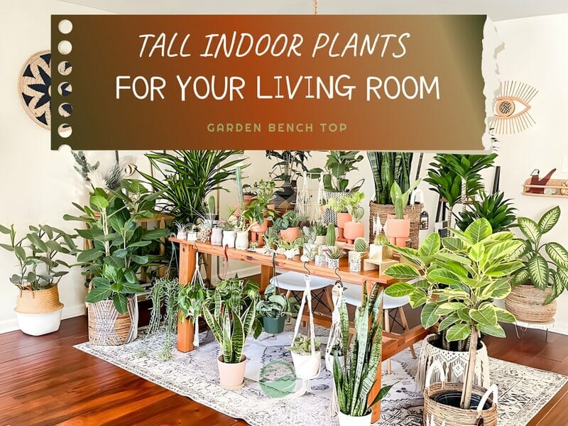 Tall Indoor Plants for Your Living Room