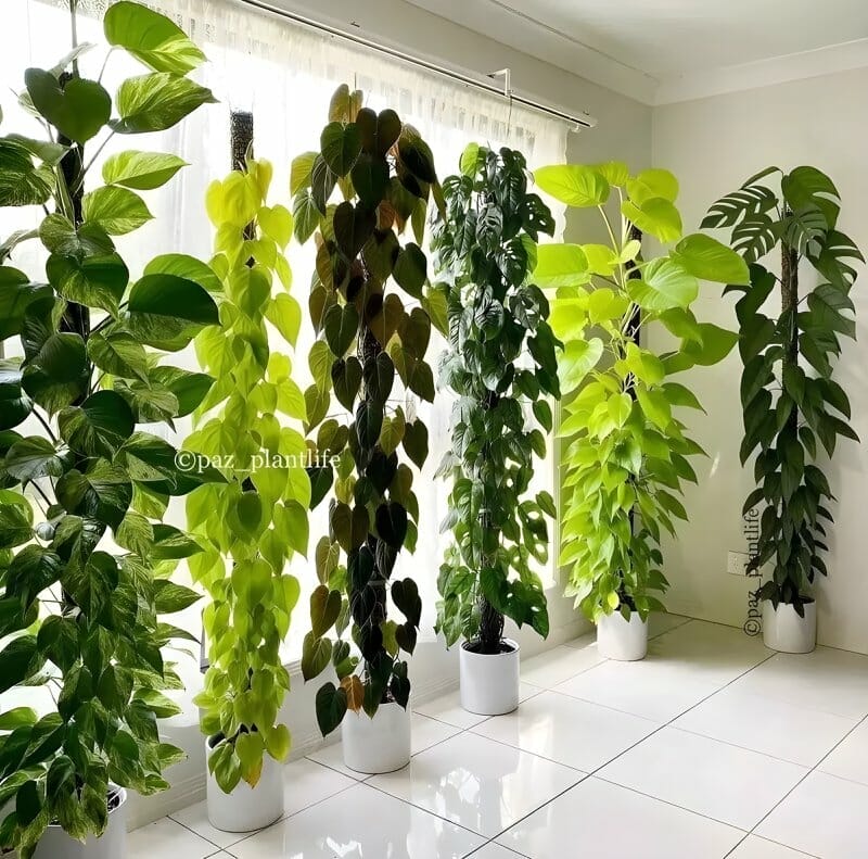 philodendrons on moss poles in front of window