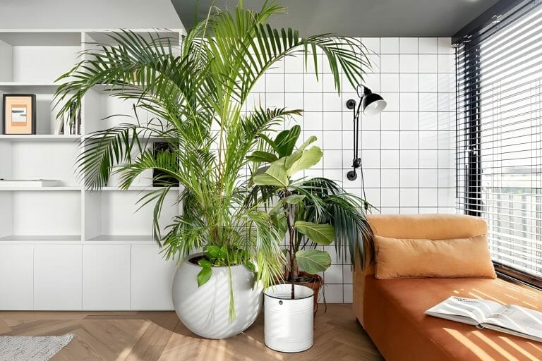 Tall Indoor Plants for Your Living Room cover