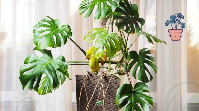 Introducing Monstera to Home
