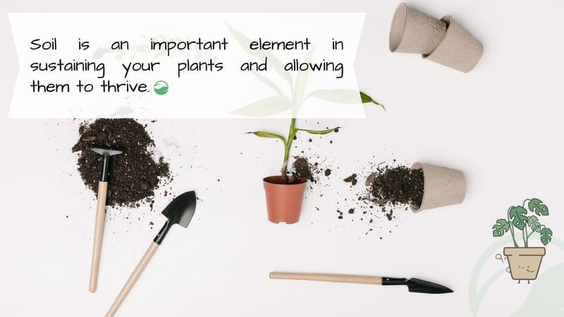 Why is soil important for houseplants