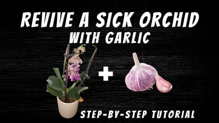revive sick orchid with garlic